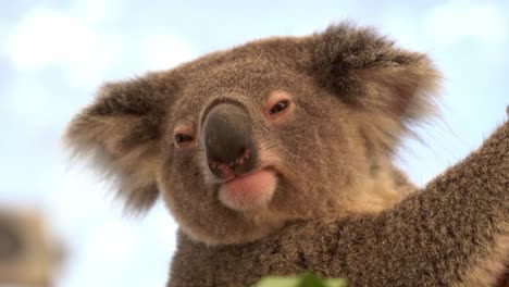 extreme close up head shot of a sleepy koala, phascolarctos cinereus with fluffy fur, dazing and resting on the tree with eyes half closed and slowly turn its head away