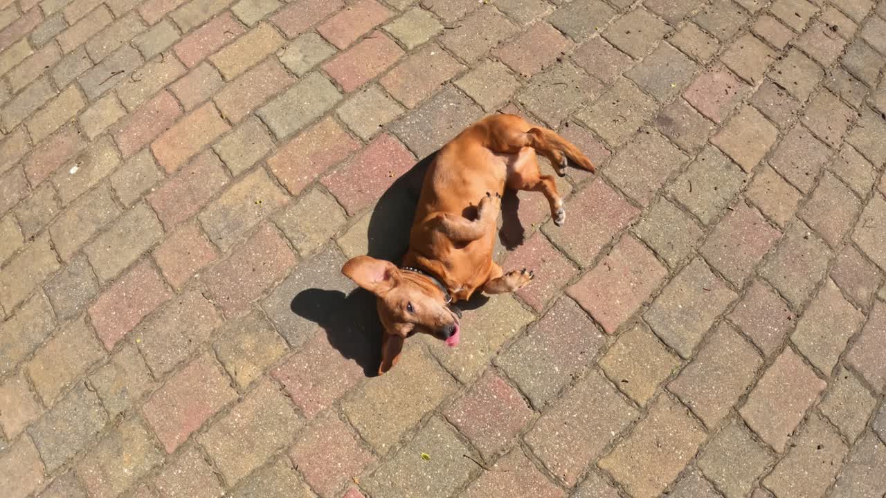 playful dachshund, Canis lupus familiaris, wags its tail and scratches its back on a warm, sun-drenched brick floor, enjoying the springtime weather, top down camera shot