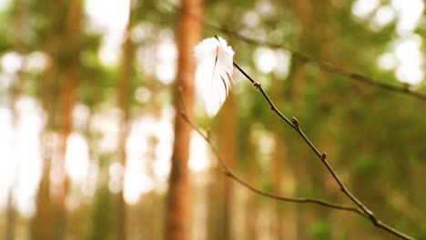 Pluma-Blanca-Atrapada-En-La-Rama-De-Un-árbol-Y-Ondeando-En-El-Viento