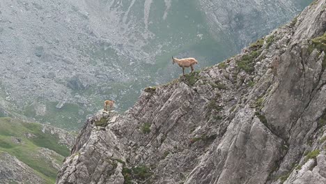 chamois mother and child standing on ridge in high alpine terrain