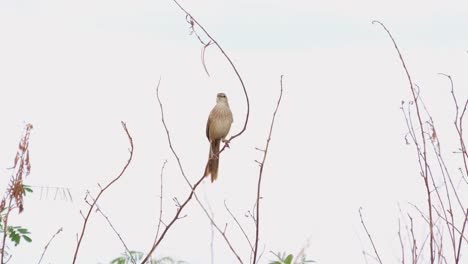 Gestreifter-Grasvogel,-Megalurus-Palustris,-4k-Aufnahmen