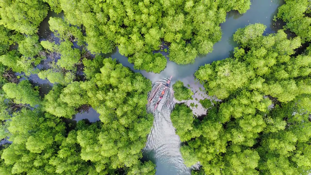 Ein Auslegerboot gleitet durch einen schmalen Mangrovenfluss, umgeben von dichtem tropischem Wald auf Palawan, Philippinen. Direkt von oben aufgenommen, folgt die Drohne den Fischern