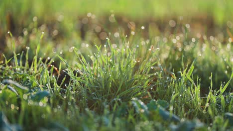 Stachelige-Grashalme,-Mit-Morgentau-überzogen-Und-Von-Der-Sanften-Morgensonne-Beleuchtet