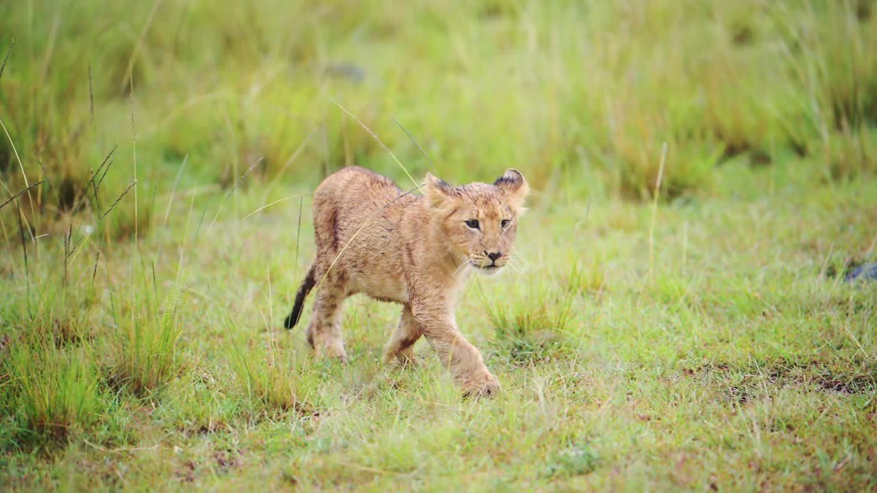 slow motion shot van een jonge leeuwenwelp die door de afrikaanse wildernis loopt, leert jagen, afrikaanse dieren in het maasai mara national reserve, kenia, afrika safari dieren