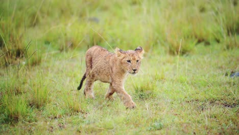 Slow-Motion-Shot-of-Young-baby-lion-cub-walking-through-the-african-wilderness-plain-learning-to-hunt,-African-Wildlife-in-Maasai-Mara-National-Reserve,-Kenya,-Africa-Safari-Animals