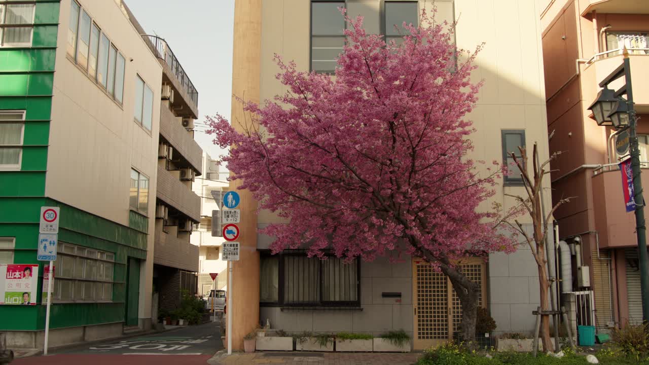 toma amplia de flores de cerezo de primavera rosa brillante en tokio, japón