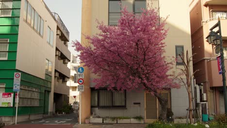 Wide-shot-of-bright-pink-spring-cherry-blossoms-in-Tokyo-Japan