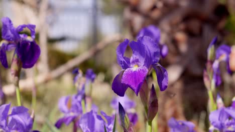 violet jasmine in spring garden with bees