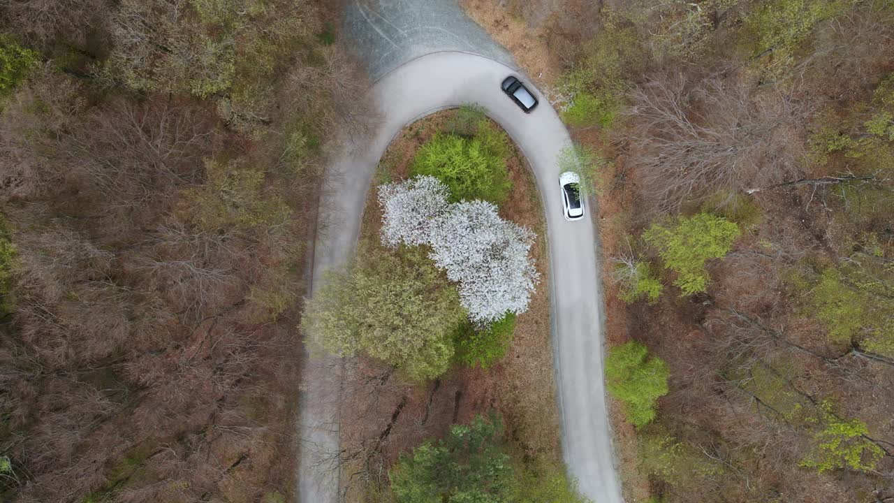 Two cars navigate a tight curve on a forest road during early spring. The aerial perspective highlights the surrounding trees, including a blooming white tree at the center of the bend.