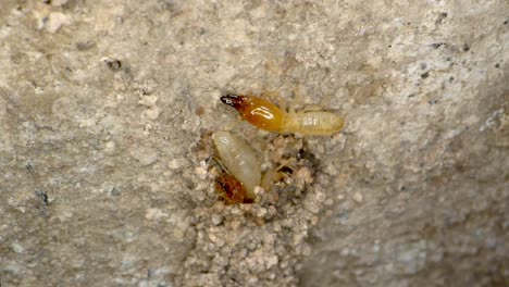 Una-Colonia-De-Termitas-Arregla-Sus-Túneles-De-Barro-Escupiendo-Lente-Super-Macro-De-Barro-Casi-Al-Estilo-De-La-Geografía-Nacional