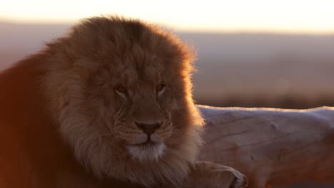 sleepy lion backlit by sunrise