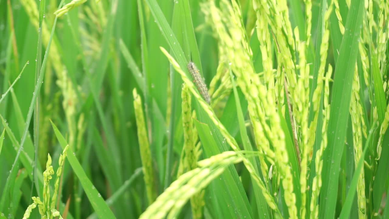 바람 부는 날에 푸른 논 안에 있는 논 식물의 잎에 쉬고 있는 야생 애벌레, 가까이