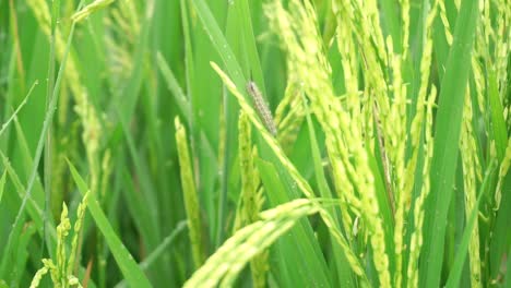 wild caterpillar resting on leaf of paddy plant inside green rice field during windy day,close up