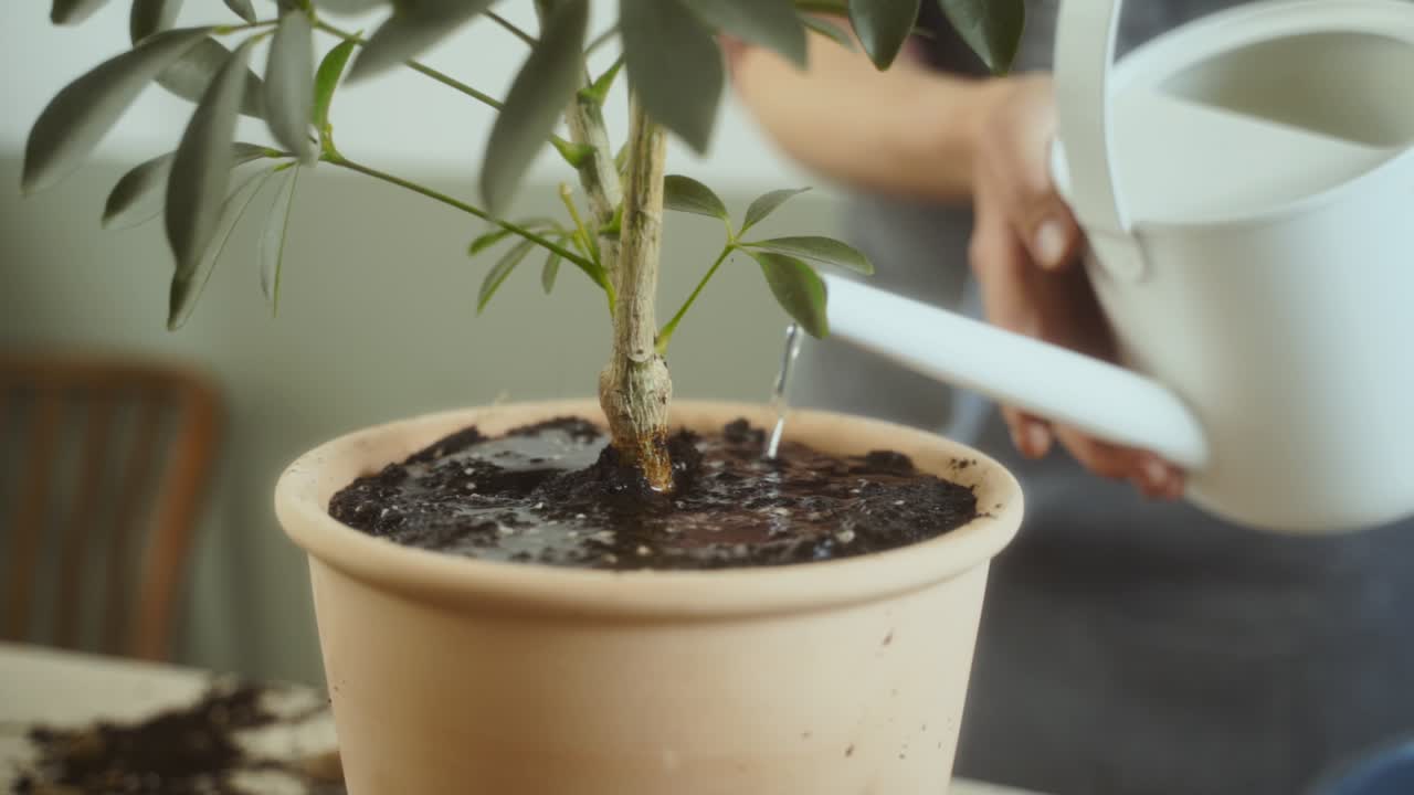 jardinera anónima poniendo una planta en maceta en un plato