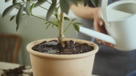 anonymous female gardener putting potted plant on plate