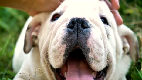 hermoso bulldog inglés marrón blanco, hermosa cara sentada en la hierba, fondo de la naturaleza. concepto: un perro paródico, animales favoritos, amigos verdaderos, el pedigrí de un perro, el perro de un amigo, una pequeña lana.