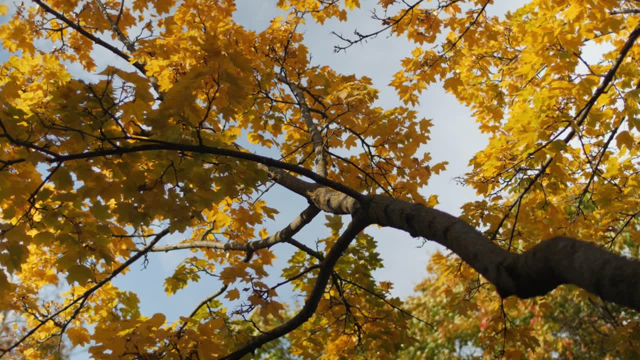 Yellow Golden Maple Leaves Swaying In The Breeze Of Morning. Low Angle Shot