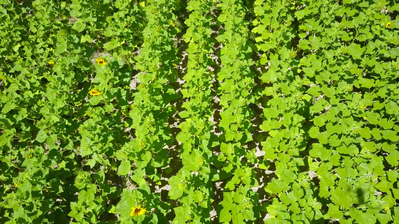 Beautiful Sunflower Field. Beautiful landscape with sunflower field over cloudy blue sky and bright sun lights