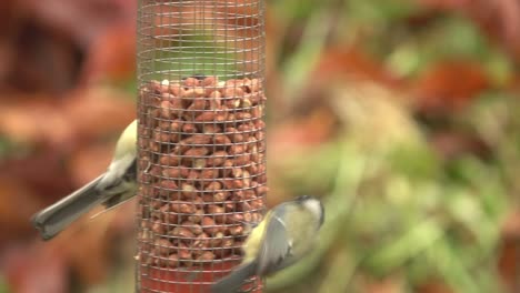 blue tit and great tit feeding on peanuts in a garden