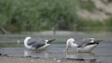 gaviotas limpiando, salpicando y bebiendo agua en la playa en cámara lenta 4k
