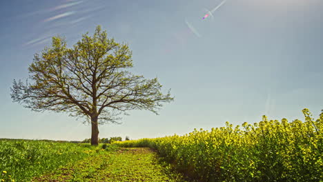 Plants slowly moving in the wind while a tractor spraying the land