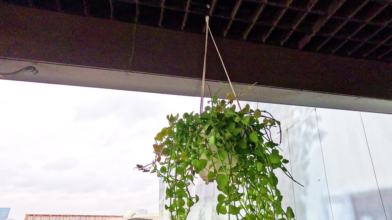 una planta se balancea suavemente en el viento