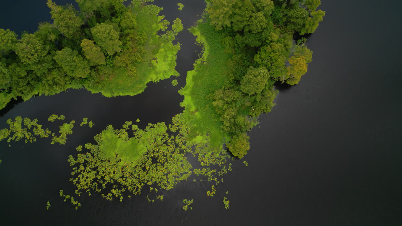 Aerial birds eye view over green treetops growing in the dark calm murky water with yellow water lilies and clouds reflecting on the surface, backdrop