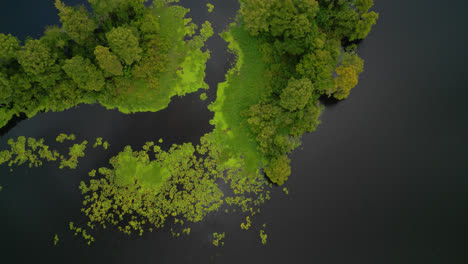 Aerial birds eye view over green treetops growing in the dark calm murky water with yellow water lilies and clouds reflecting on the surface, backdrop