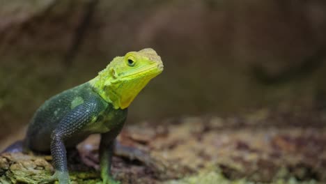 Yellowheaded lizard perched on rocky terrain is a 4k 2025 07 24 06 25 44 utc.mov | amphibian, anatomy, animal, basking