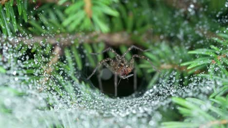 spider eating mosquito on its web with water droplets on web