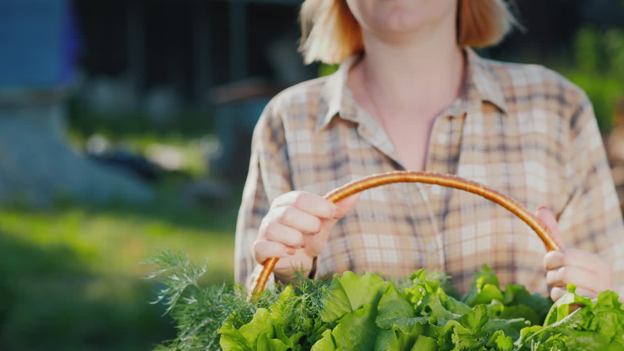 여성 농부는 신선한 양상추 잎과 허브로 바구니를 유지합니다.