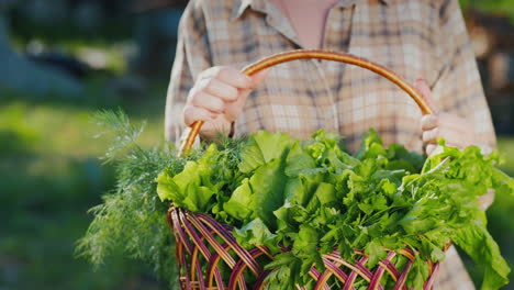 female farmer keeps basket with fresh lettuce leaves and herbs