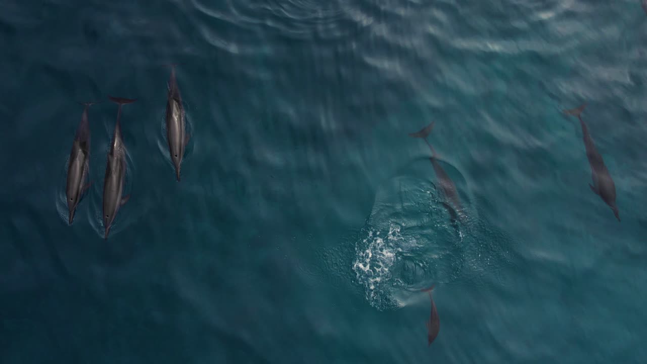 표면 근처의 바다에서 수영하는 스피너 돌고래 떼, 공중 하향식 전망