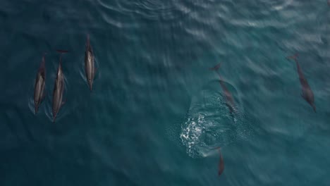 una manada de delfines giradores nadando en el océano cerca de la superficie, vista aérea de arriba hacia abajo