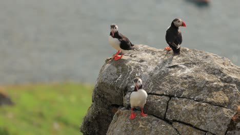 atlantic puffin (fratercula arctica), on the rock on the island of runde (norway).