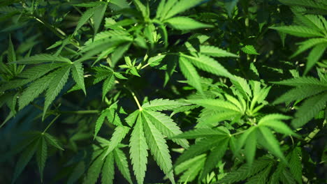 plantación de cannabis de marihuana farmacéutica que crece en países bajos, primer plano