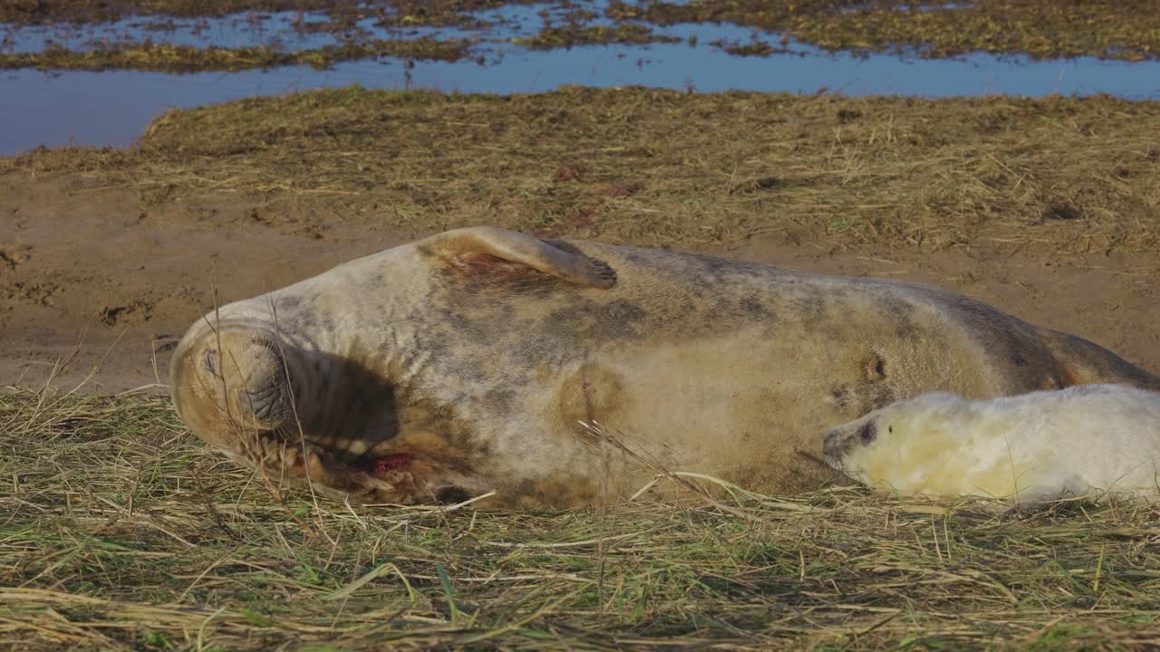 Atlantic Grey seal breeding season, newborn pups with white fur, mothers nurturing and bonding in the warm November evening sunlight