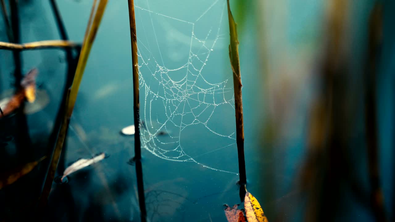 아침 안개 중에 호수 물 위에 매달린 거미줄, 물방울이 그물 위에 떨어집니다.