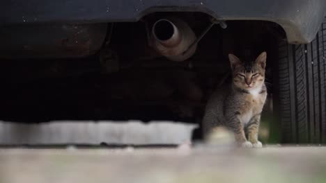 a gray kitten sits under the car beside to the tire