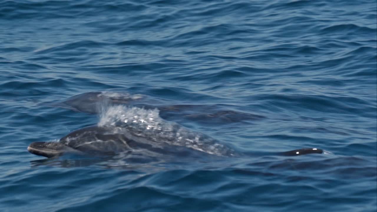 A pod of playful dolphins leaps joyfully through the waters off the coast of Uvita, Costa Rica