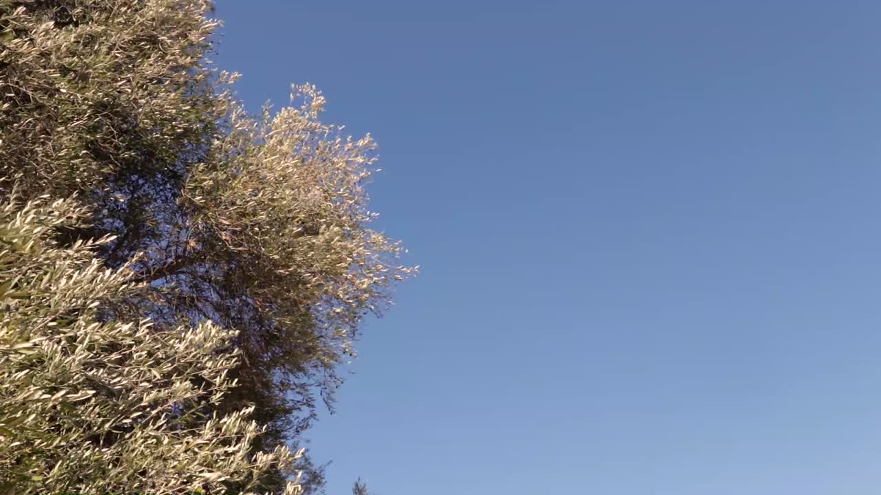 Olive tree branches swaying in light breeze. Static Shot with space for typography.