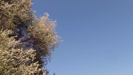 olive tree branches swaying in light breeze. static shot with space for typography.