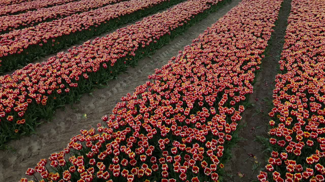 vibrante campo de tulipanes rojos y azules en plena floración: drone aéreo revela, prados holandeses