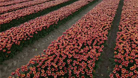 Vibrant-Red-and-Blue-Tulip-Field-in-Full-Bloom:-Aerial-Drone-Reveal,-Holland-Meadows