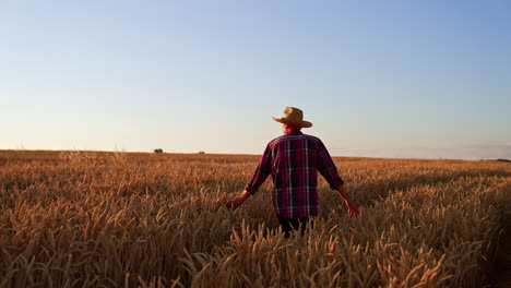 following the man in straw hat and checkered shirt walking in the wheat plantation. senior farmer stroking ripe ears of corn with hands.
