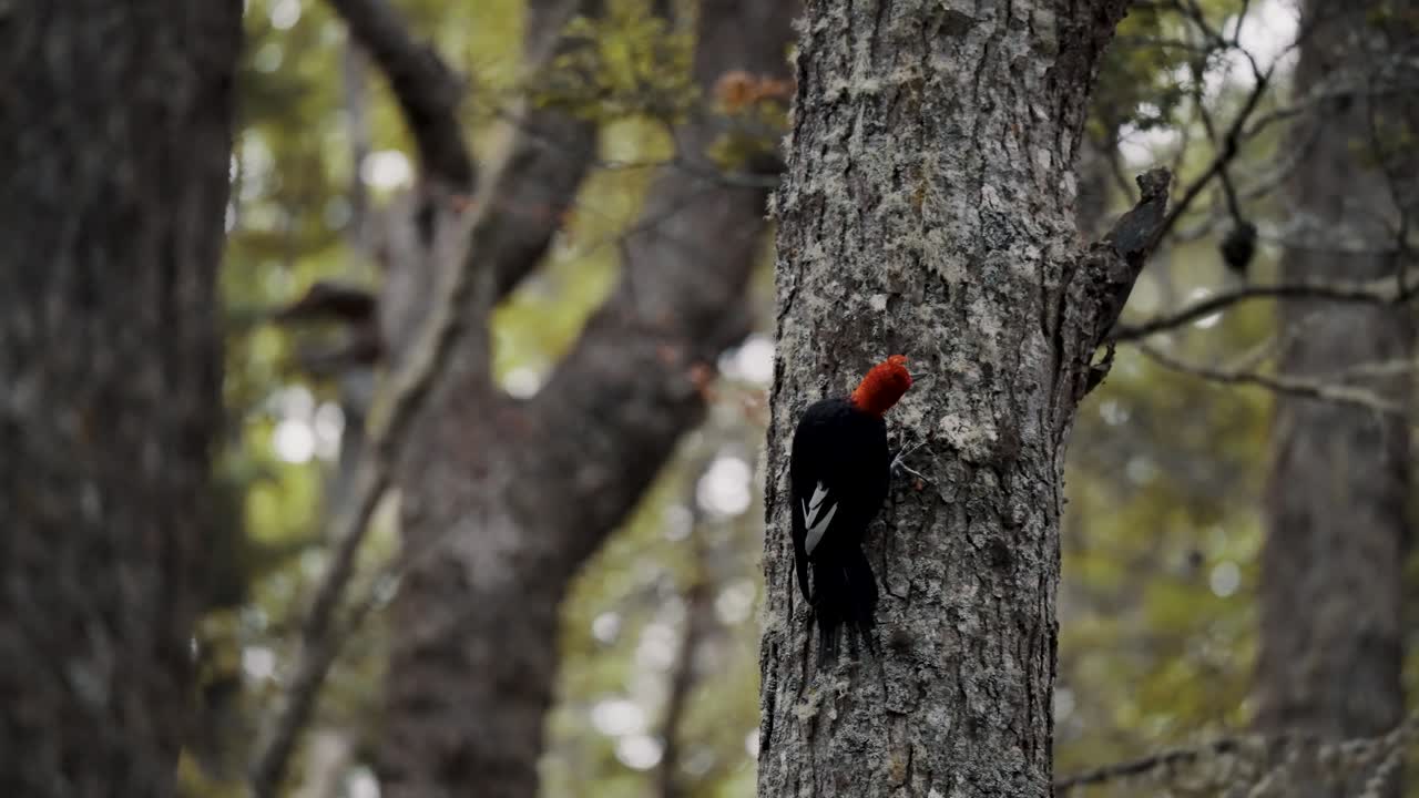 el pájaro carpintero magallánico macho subiendo al tronco de un árbol en tierra de fuego, argentina