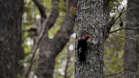 Macho-De-Pájaro-Carpintero-Magallánico-Trepando-A-Un-Tronco-De-árbol-En-Tierra-De-Fuego,-Argentina