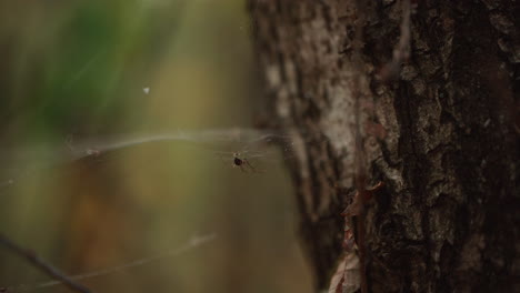 a spider in his web swaying in the win, tree in forest