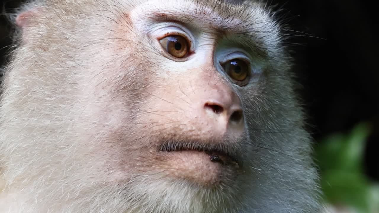 el macaco cambia de mirada mientras explora el entorno