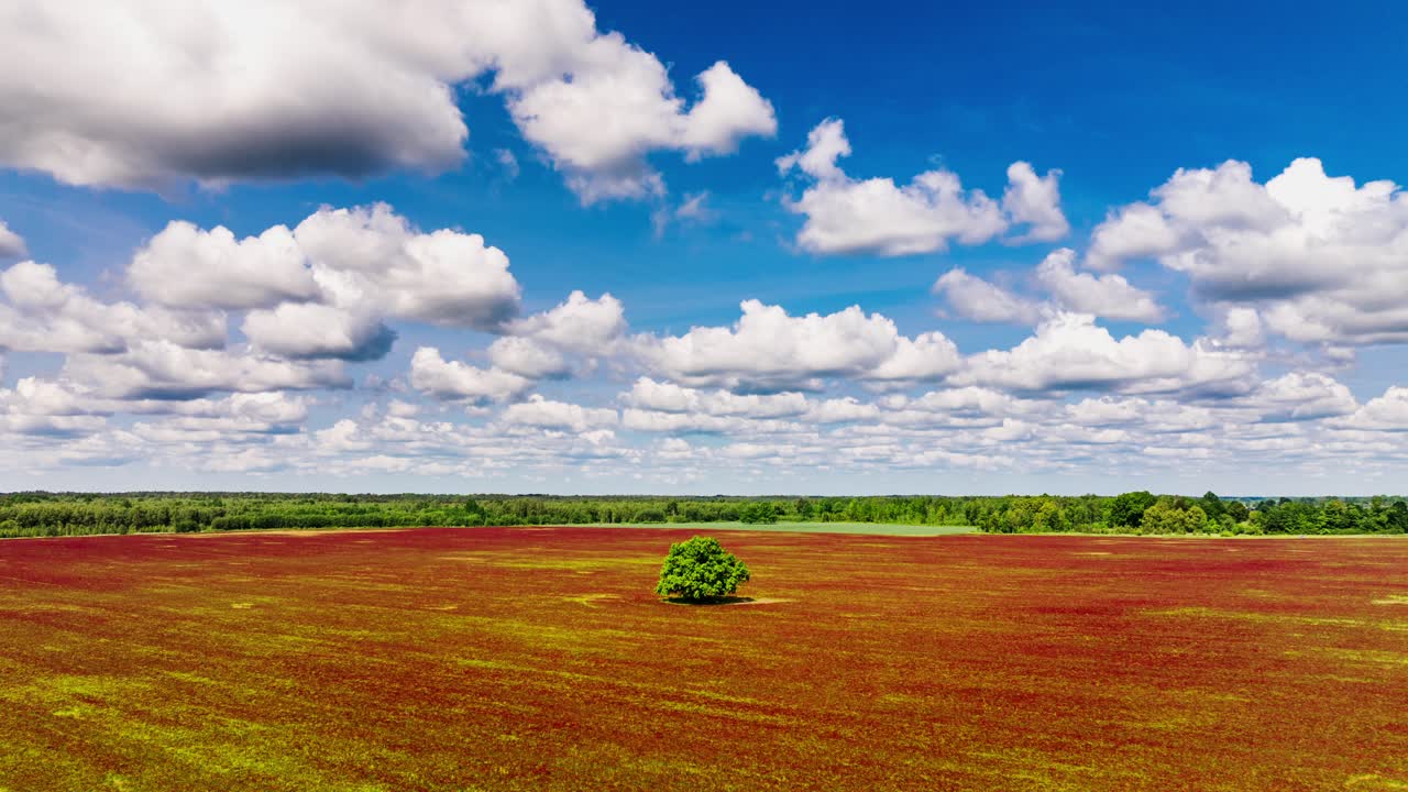 Magnificent nature timelapse with bright sky, drifting clouds, blooming clover